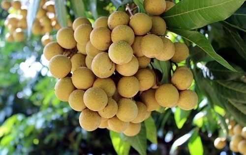 Nhãn Lồng Hưng Yên