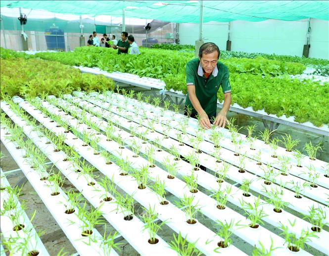 Giải pháp canh tác hữu cơ